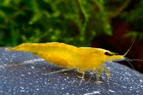 Krevetky Neocaridina Yellow - 2