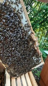 Vyzimovaná včelstva - 2