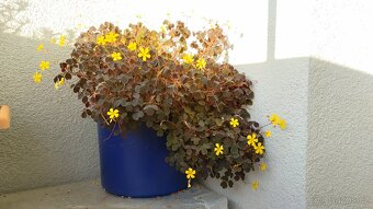 Oxalis Burgundy - 2