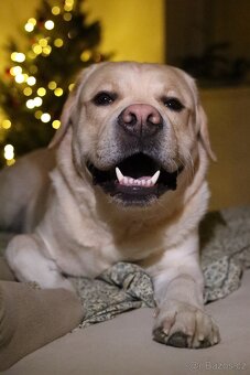 Nabízím ke krytí psa labradorského retrievera s PP - 2