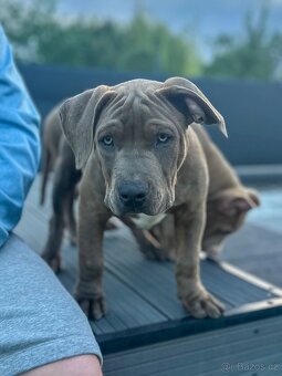 American Bully šteniatka s pp na predaj - 2