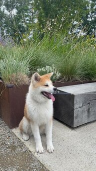 Dvou roční fenka Akita Inu – hledá nový domov - 2