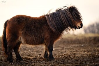 Pony - 2