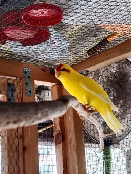 Kakariki č.č - 2