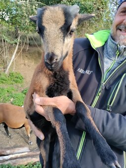 Kamerunský beran - 2