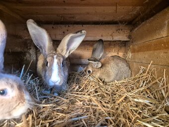 Beran x Liptovský lysko - 2