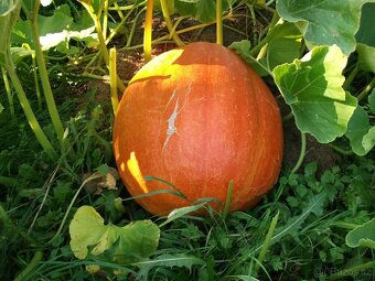 Kelímy na sadbu pro zahradníky a zahrádkáře - 2