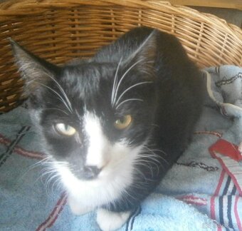 Mazlivý, klidnější 5,5měsíční černobílý kocourek Body - 2