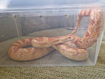 Užovka červená - 2