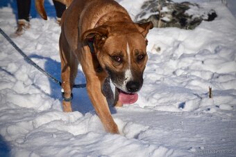 Kříženec Max hledá parťáka pro život - 2