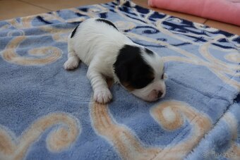 pejsek biewera k rezervaci - 2