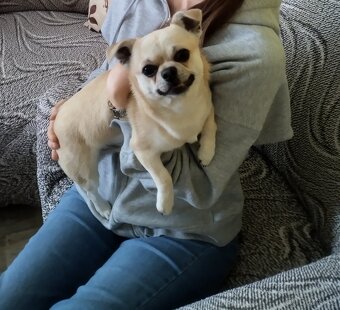 Čivava - pes 1 rok s PP - 2