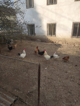 Prodám násadová vejce - 2