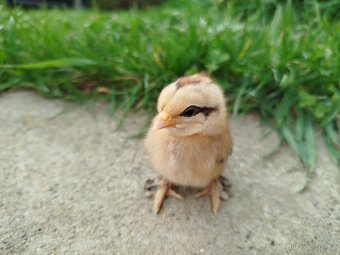 Zakrslá rousná - 2