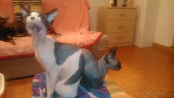 kanadský sphynx - 2