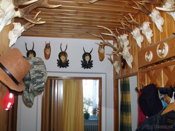 paroží, jelení parohy, srnčí parůžky, zbraně z kance, a pod - 2