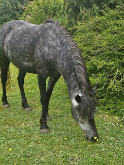 Nadějná pony klisna - 2