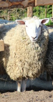 Prodám ovci (texel plemeno) - 2
