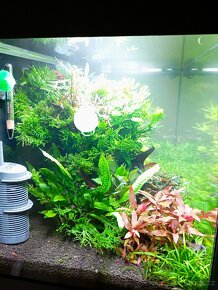 Akvarijní rostlinky a krevetky Red Cherry - 2