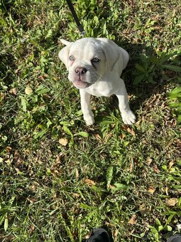 Prodám štěňátko Cane Corse - 2