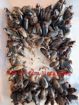 Šváb Argentinský - Blaptica Dubina - 2