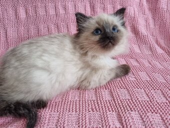 Ragdoll koťátka - 2