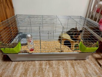 Zakrslý králíček - 2