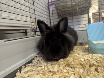 Darujeme kralika - 2