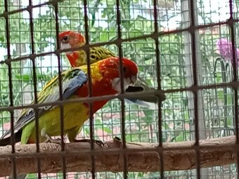 Rosela pestrá gold mantel - 2