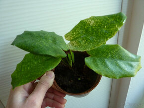 Calathea musaica - pokojová rostlina - 2