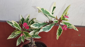 Euphorbia Milii variegated "Fireworks" (trnová koruna) - 2