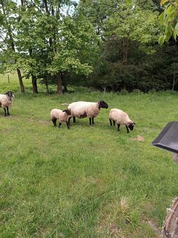 Berani Suffolk - 2