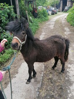Kobylka pony - 2