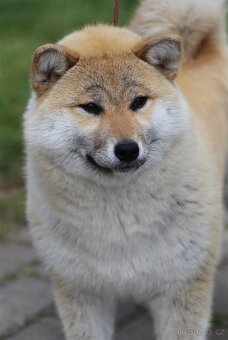 Shiba Inu s PP FCI - 2