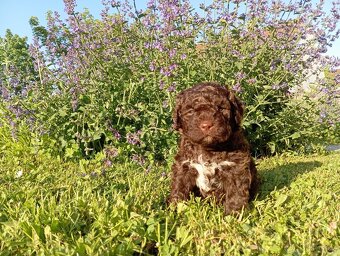 Italský vodní pes - lagotto romagnolo s PP - 2