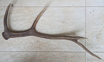 Paroh, 63 x 25 cm - 2