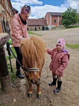 Minihorse - 2