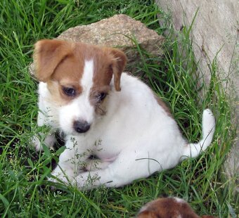 Jack Russell teriér– poslední fenka a 2 pejsci s PP k odběru - 2