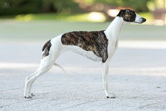 Chart angielski whippet FCI - 2