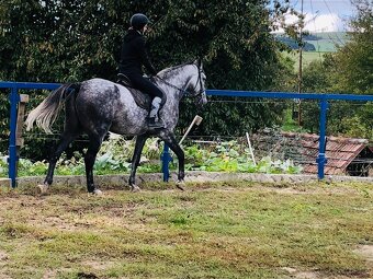 Slovensky teplokrvnik s pp - 2