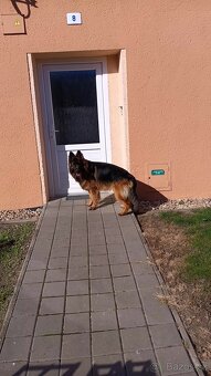 Německý ovčák - 2