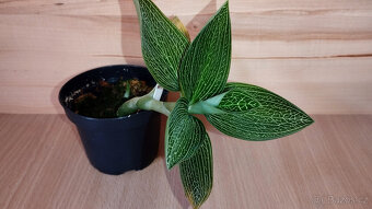 Ludisia Discolor Alba ( jewel orchid ) - 2