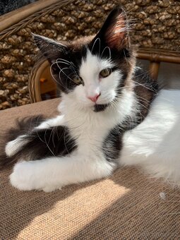 mainská mývalí kočka s PP - 2