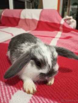 Zakrslý beránek králíček - 2