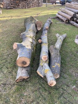 Ořech, ořešák - 2