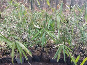 Bambus mrazuvzdorný - 2