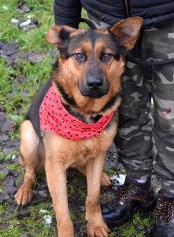 FIBI K ADOPCI - HODNÉ ZLATÍČKO, ZASLOUŽÍ SI MILUJÍCÍ RODINU - 2