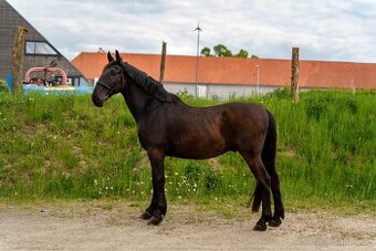 STAROKLADRUBSKÝ VRANÍK - 2