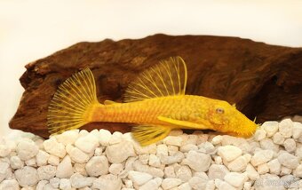 Ancitrus gold - 2