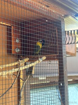 Agapornis samice - 2
